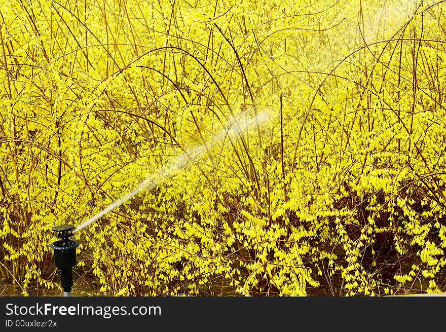 Spring watering via Irrigation and Sprinkler systems