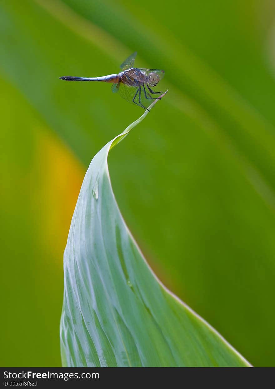 Dragonfly perched on tip of leaf over a pond