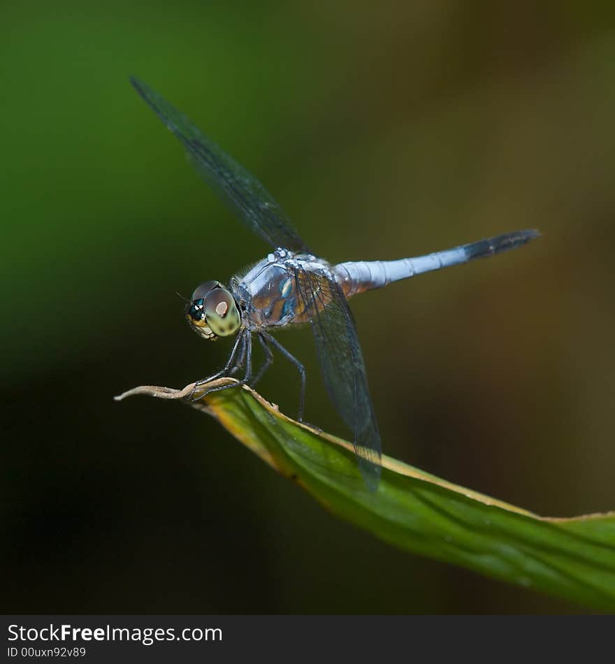 Dragonfly perched on tip of leaf over a pond. Dragonfly perched on tip of leaf over a pond