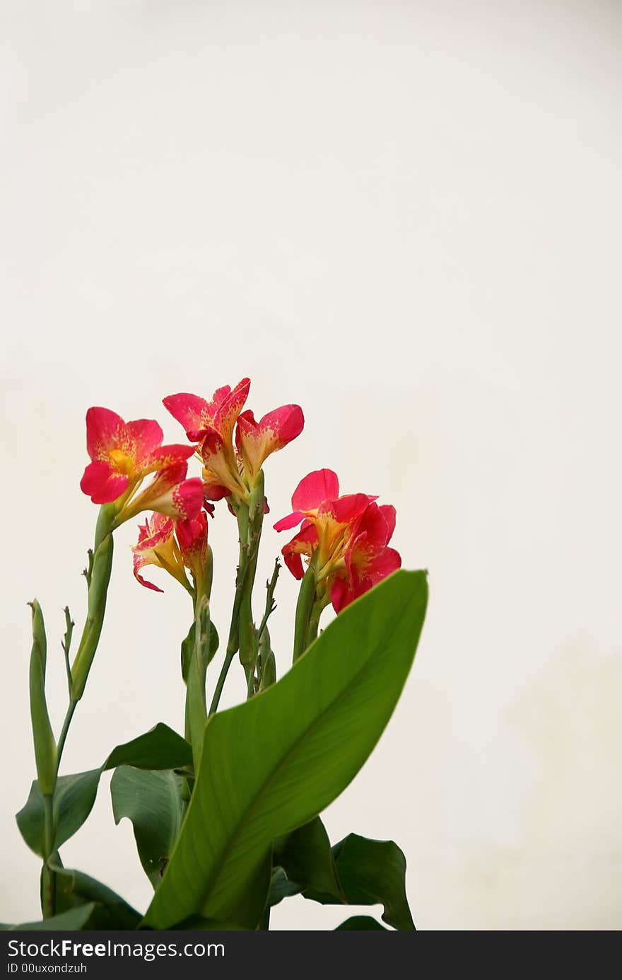 Beautiful small red flowers against white wall