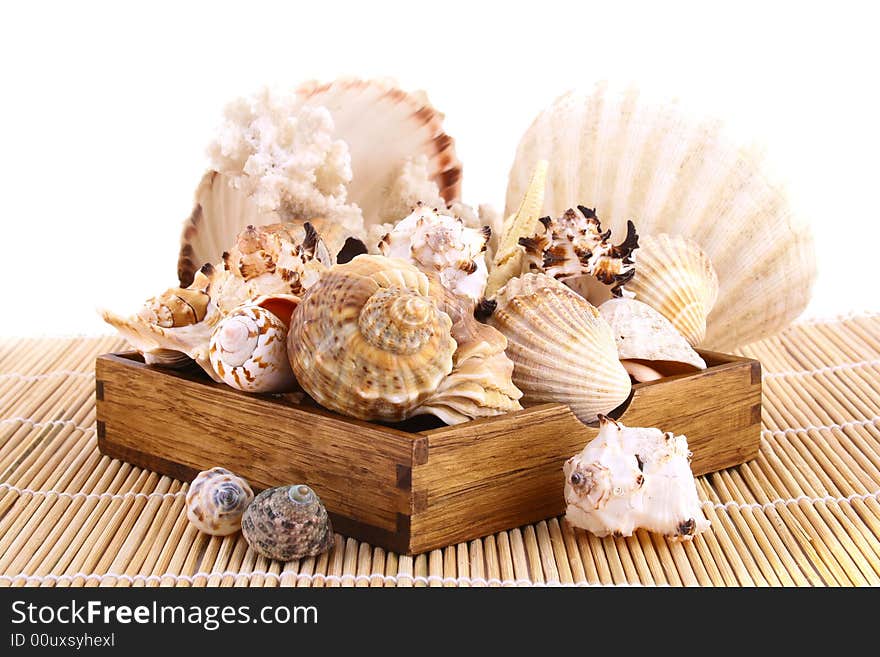 Seashell