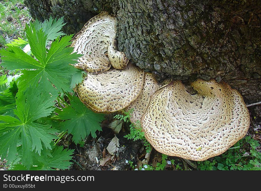 Wooden mushroom