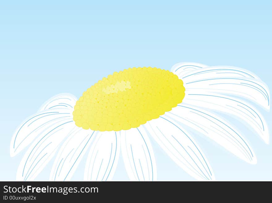 Camomile vector flower