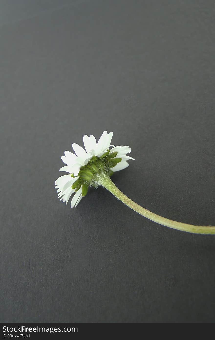 Close-up and isolated image of a single daisy with long green stalk from a different angle (rear) on a black background (with space for text). Close-up and isolated image of a single daisy with long green stalk from a different angle (rear) on a black background (with space for text)