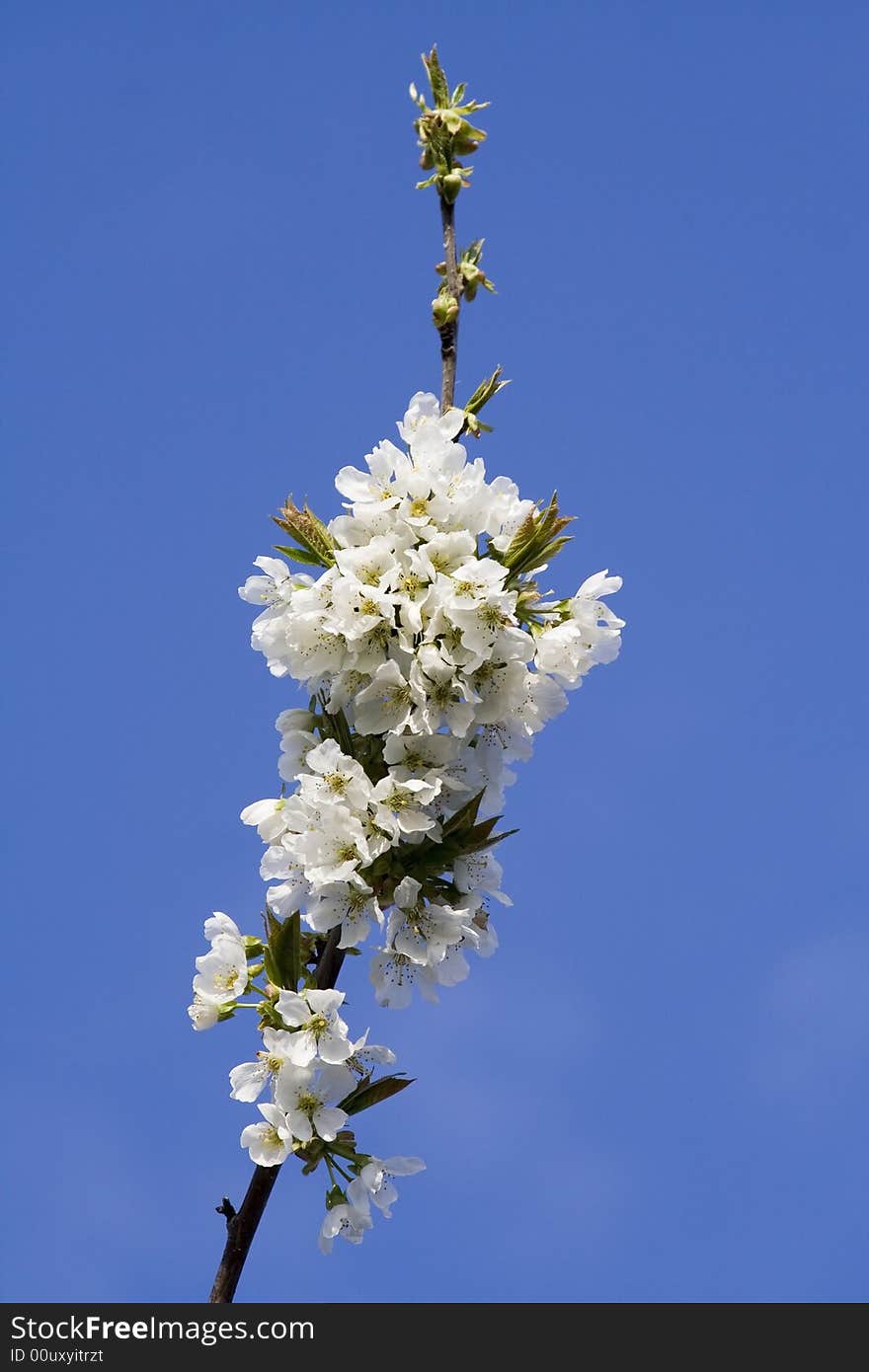 A blooming cherry tree branch in spring. White.