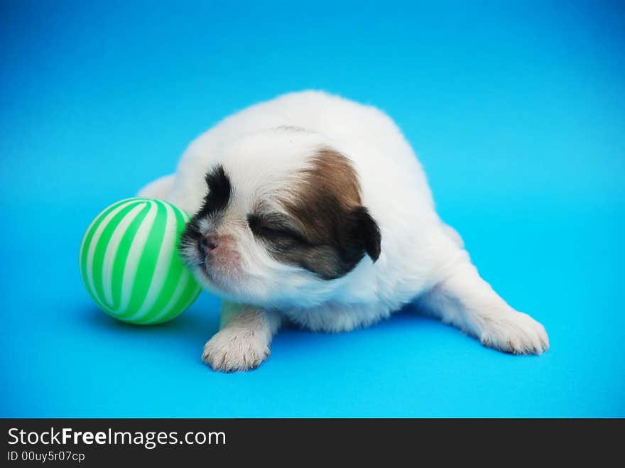 An puppy playing a green ball. it was borned just ten day.