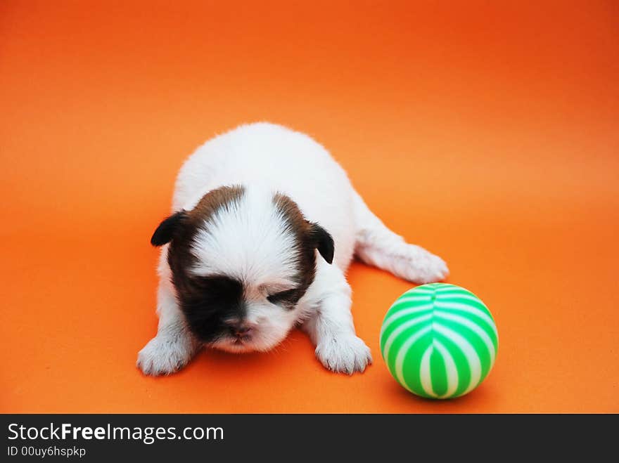 An puppy  playing a green ball. it was borned just ten day.