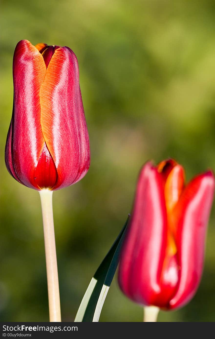 Flowers series: two red tulips on the nature