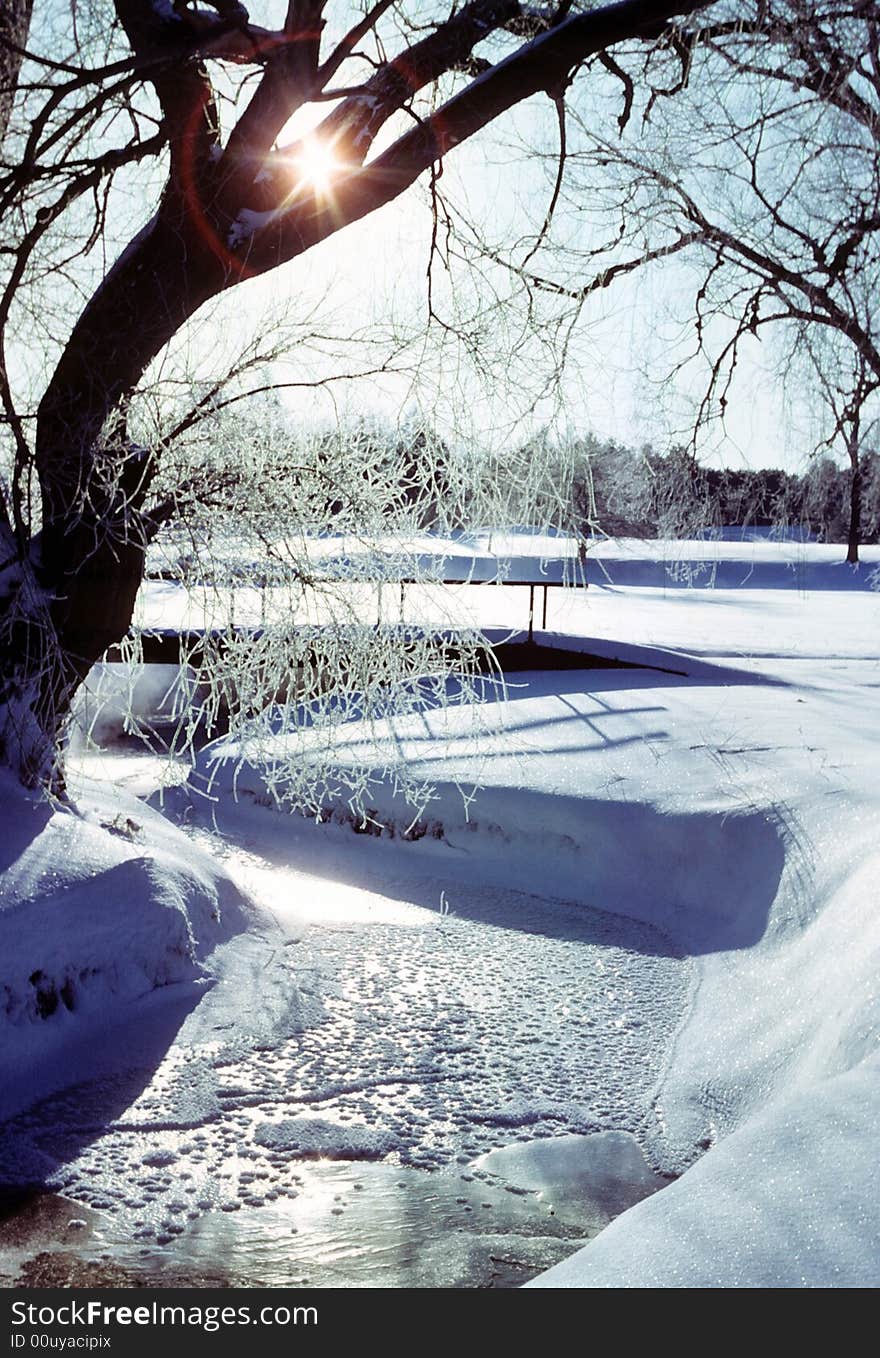 The sun peeks through a frozen tree. The sun peeks through a frozen tree