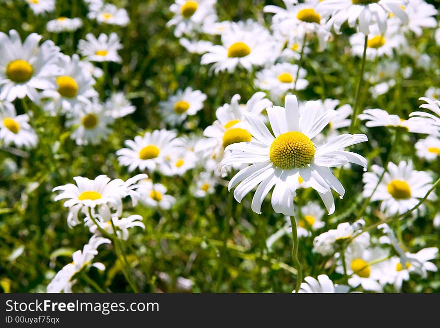 Field of daisies - one in focus, the rest bokeh. Field of daisies - one in focus, the rest bokeh