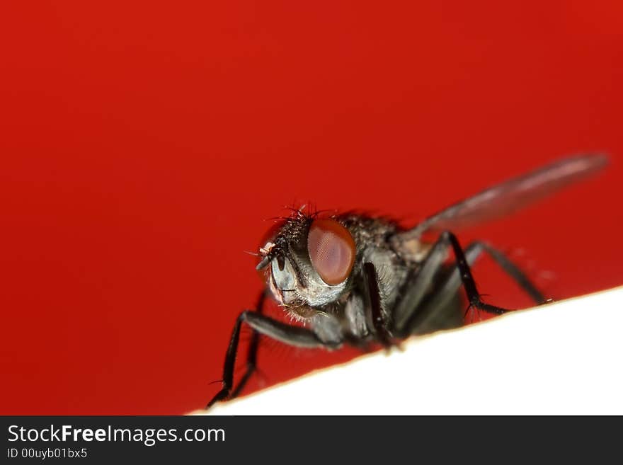 Detailed photo of house fly. Detailed photo of house fly