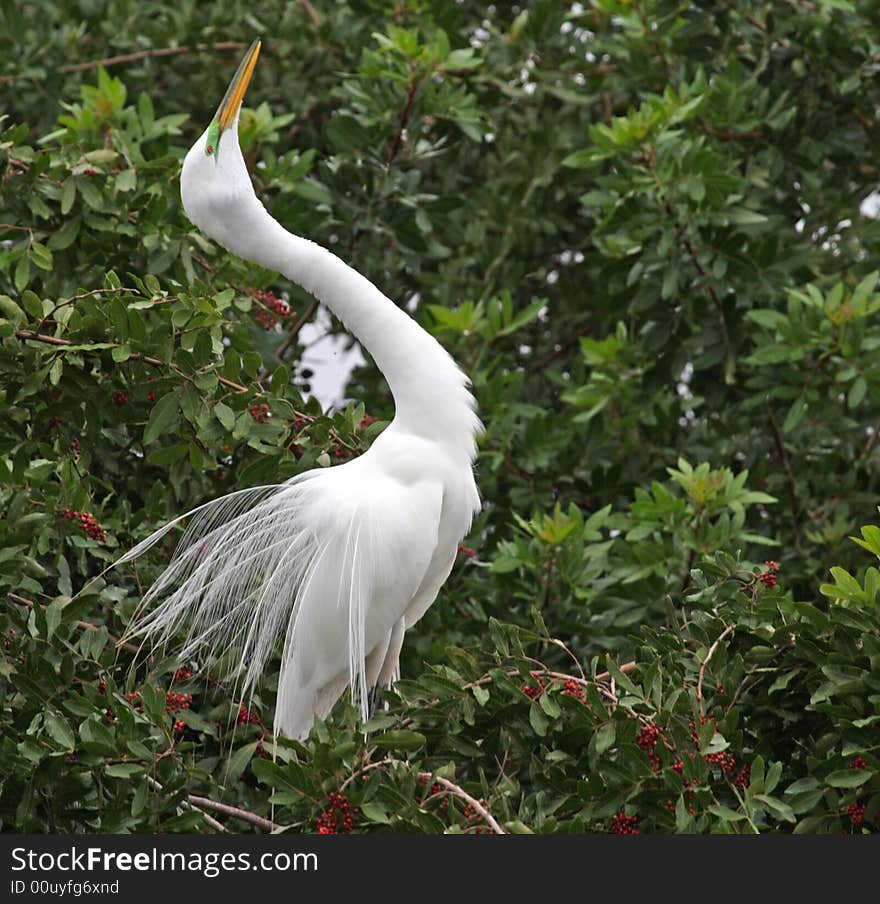 Great Egret