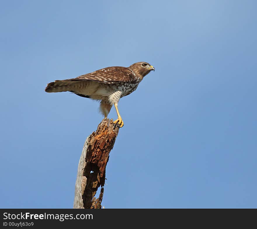 Broad Wing Hawk