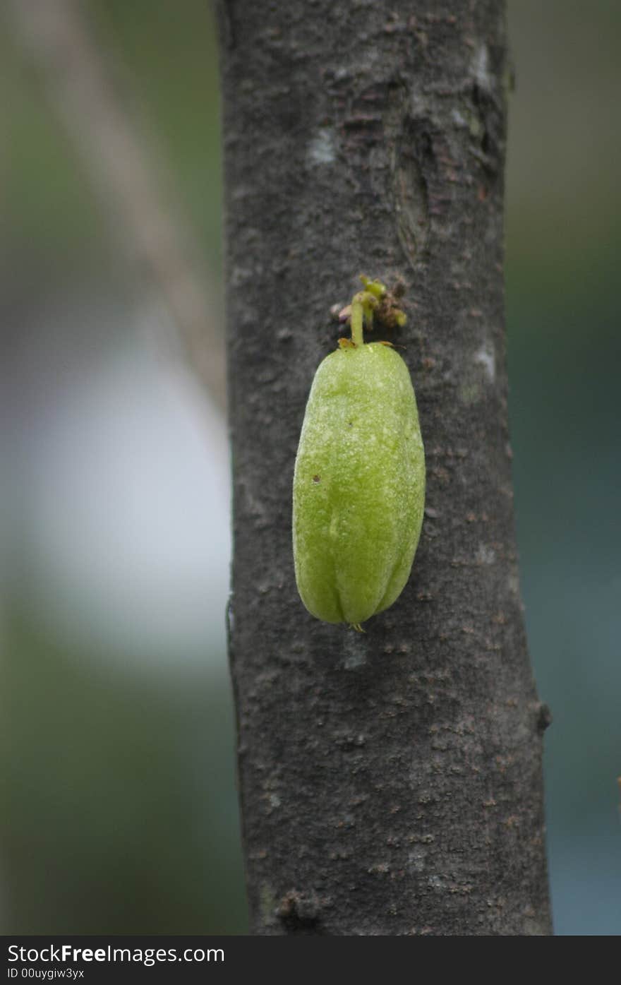 A green fruit on the tree