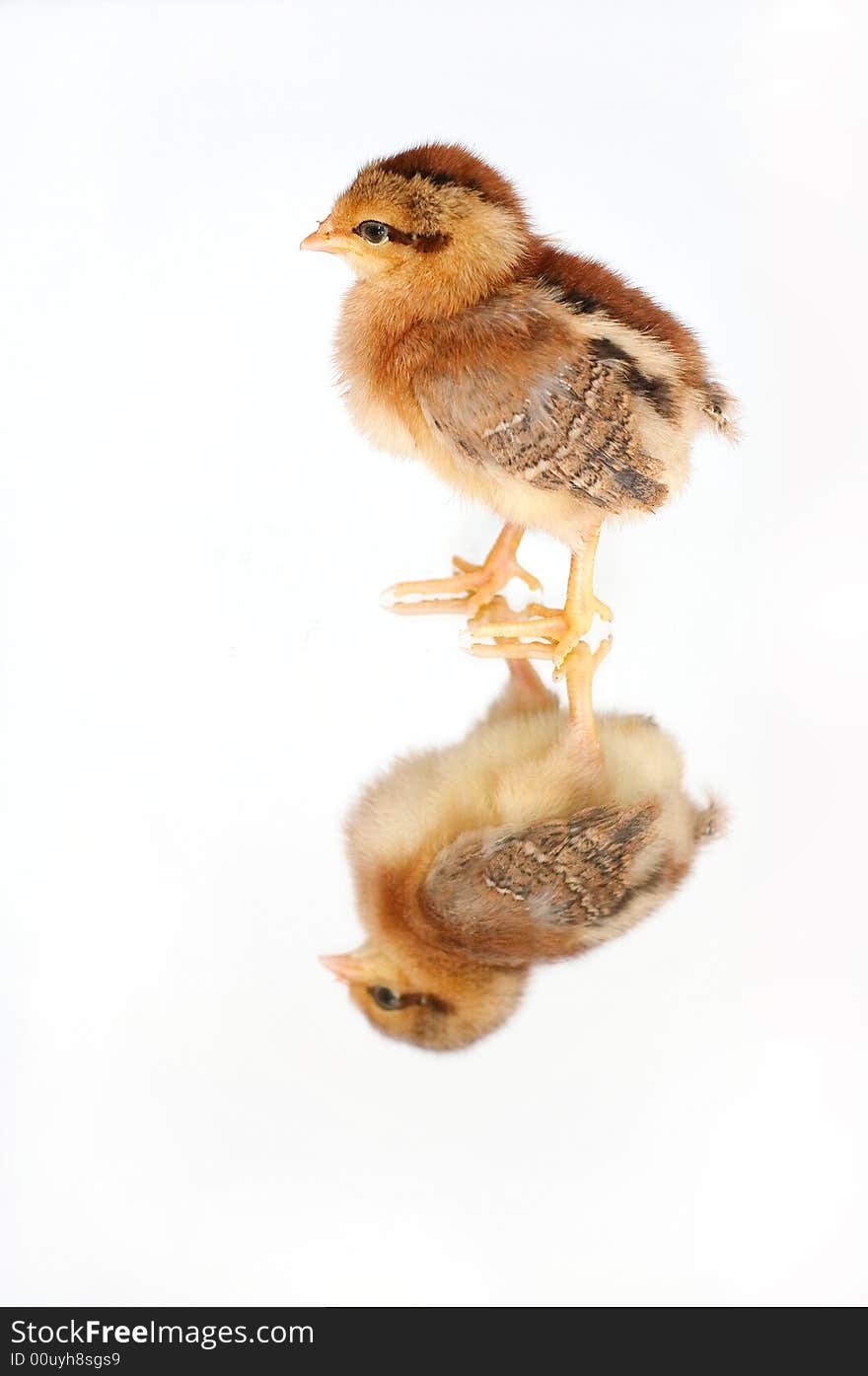 Little brown chicken on mirror, chicken reflection