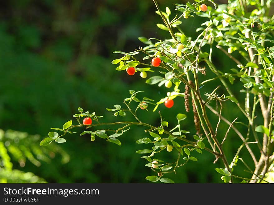 Morning light shines on a bright red berries.  A dark green backdrop  provides dramatic lighting for the foliage . Morning light shines on a bright red berries.  A dark green backdrop  provides dramatic lighting for the foliage .