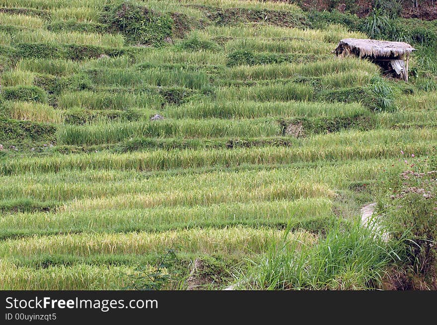 Rice plant at the mountaineery