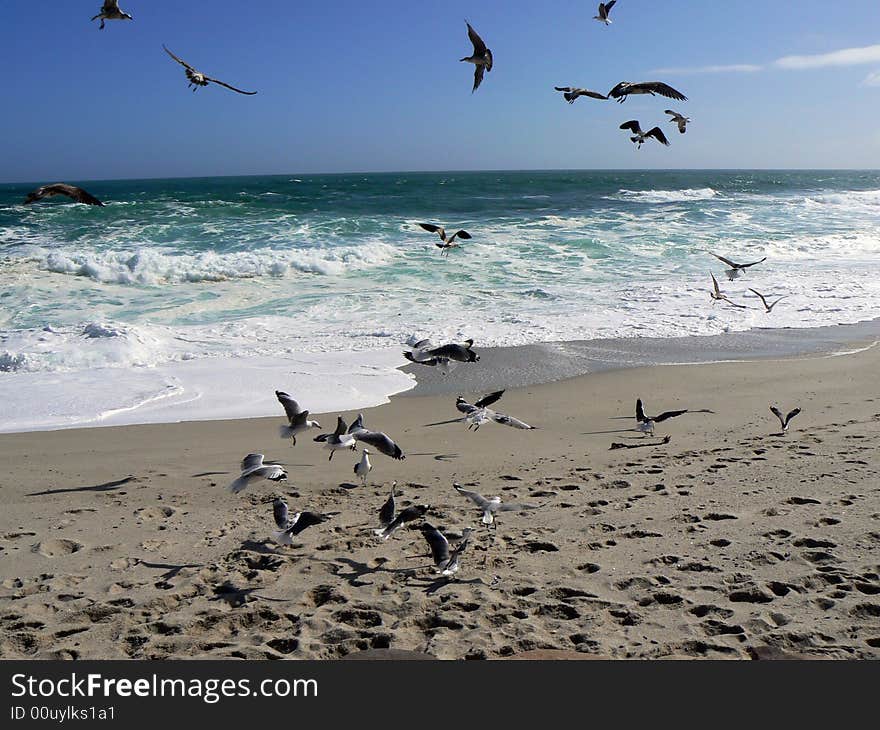 Seagulls playing in the wind and surf somewhere along the Wild Coast of South Africa. Seagulls playing in the wind and surf somewhere along the Wild Coast of South Africa