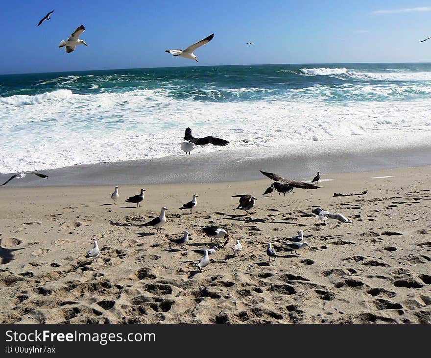 Seagulls playing in the wind and surf somewhere along the Wild Coast of South Africa. Seagulls playing in the wind and surf somewhere along the Wild Coast of South Africa