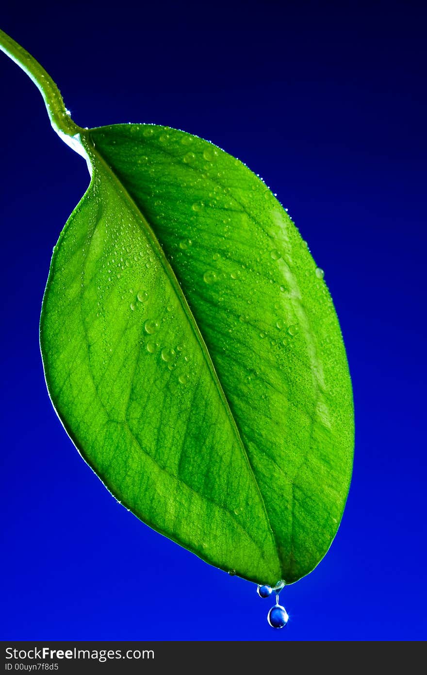 Green leaf close up on a dark blue background. Green leaf close up on a dark blue background