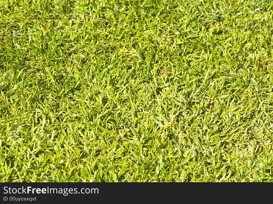 A close up of green grass. A close up of green grass