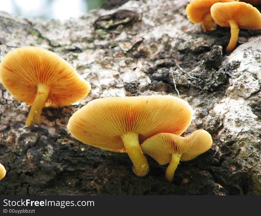 Some mushrooms growing on a tree.