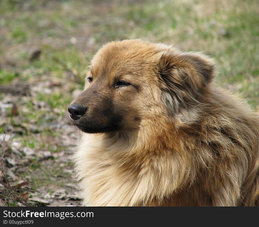 Portrait of a dog in the spring on the nature. Portrait of a dog in the spring on the nature