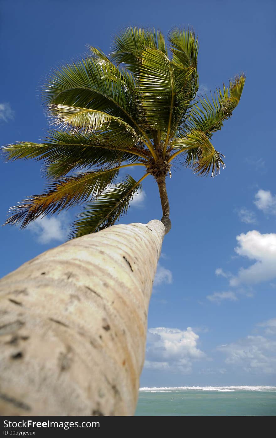 Palm at exotic beach in caribbean with the ocean in the background.