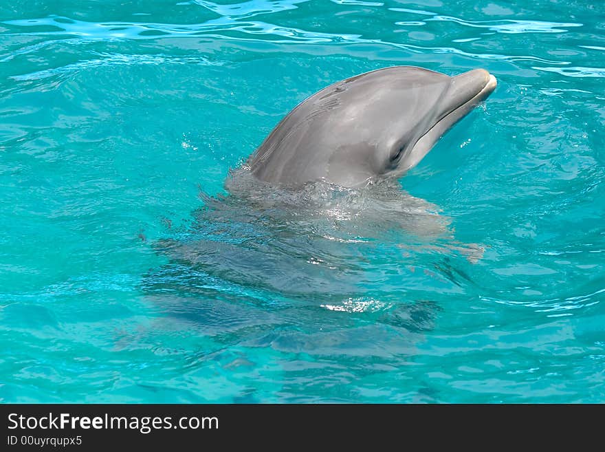 Dolphin In Blue Water