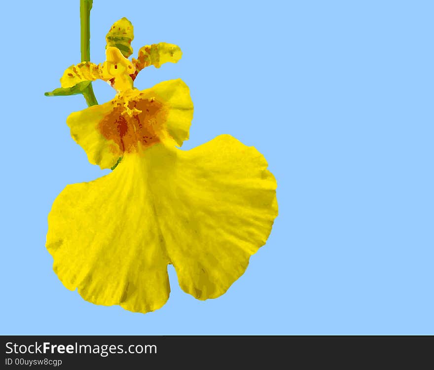 Orchid Oncidium Varicosum_Vector