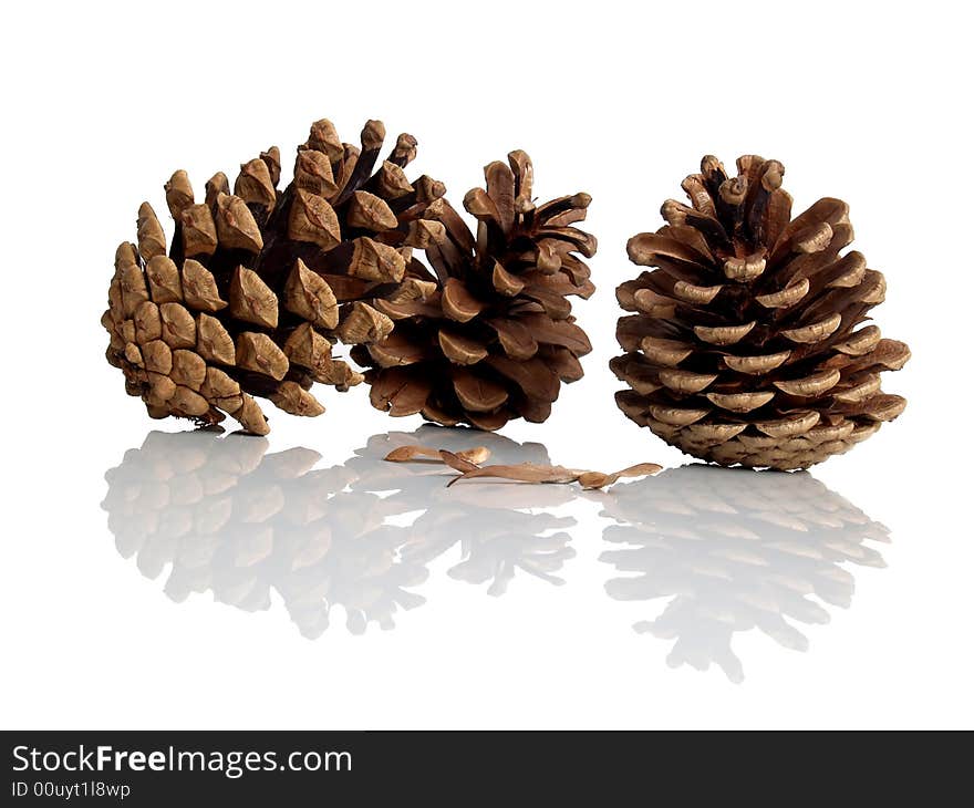 Pine cones deflection in white plane