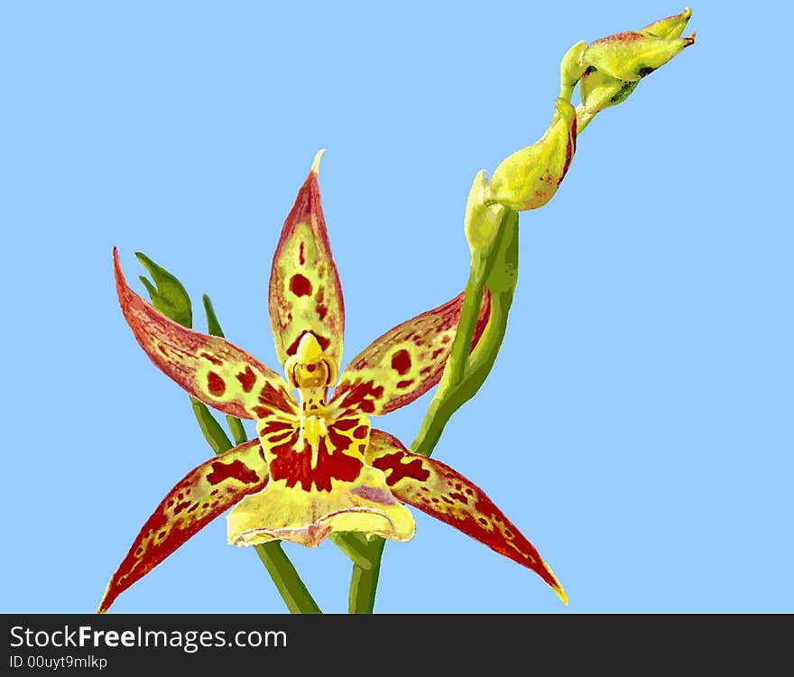 Orchid Illustration: Encyclia