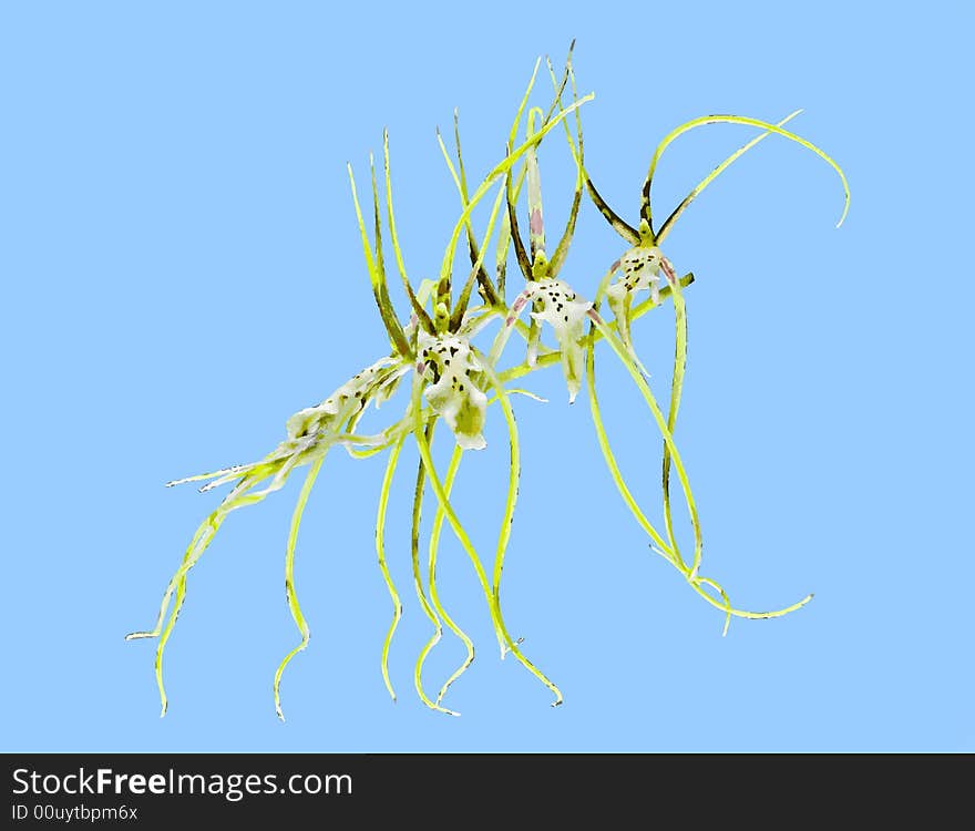 Vector Illustration of Brassia Edvah Loo 'Goldilocks' Orchid with long tendrils