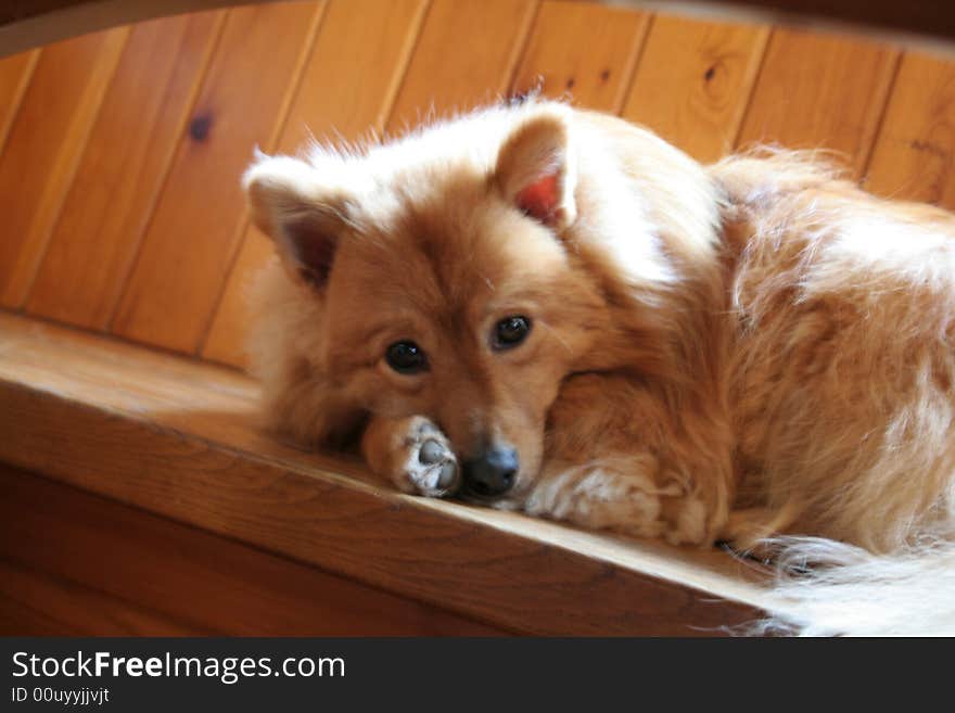 A lovely cute dog posing for the camera