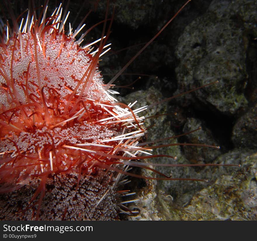 Red Sea fire urchin