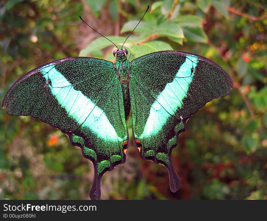 Butterfly morning