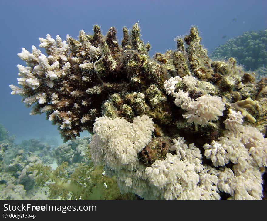 Reef scene with coral