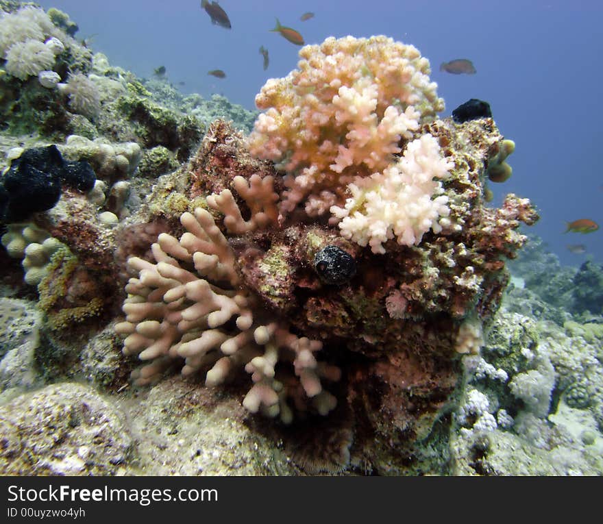 Reef Scene With Coral And Fish