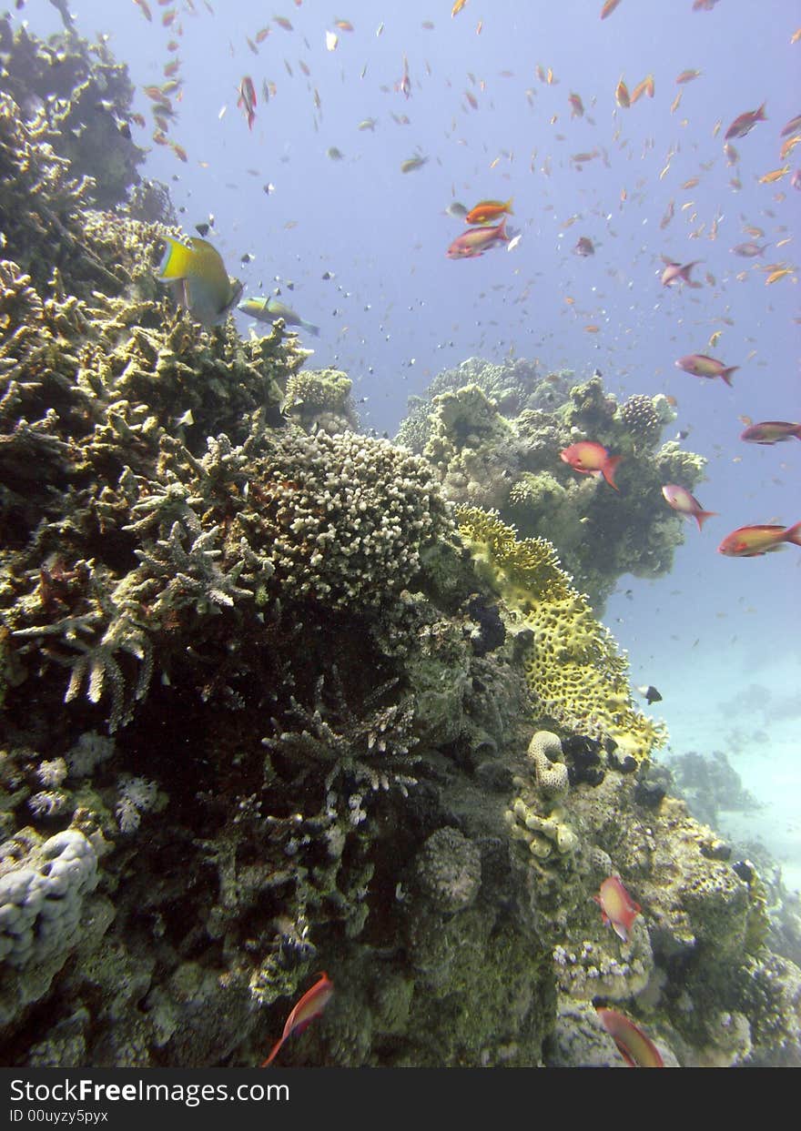 Reef Scene With Coral And Fish