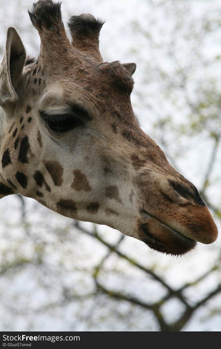 Giraffe on walk under trees