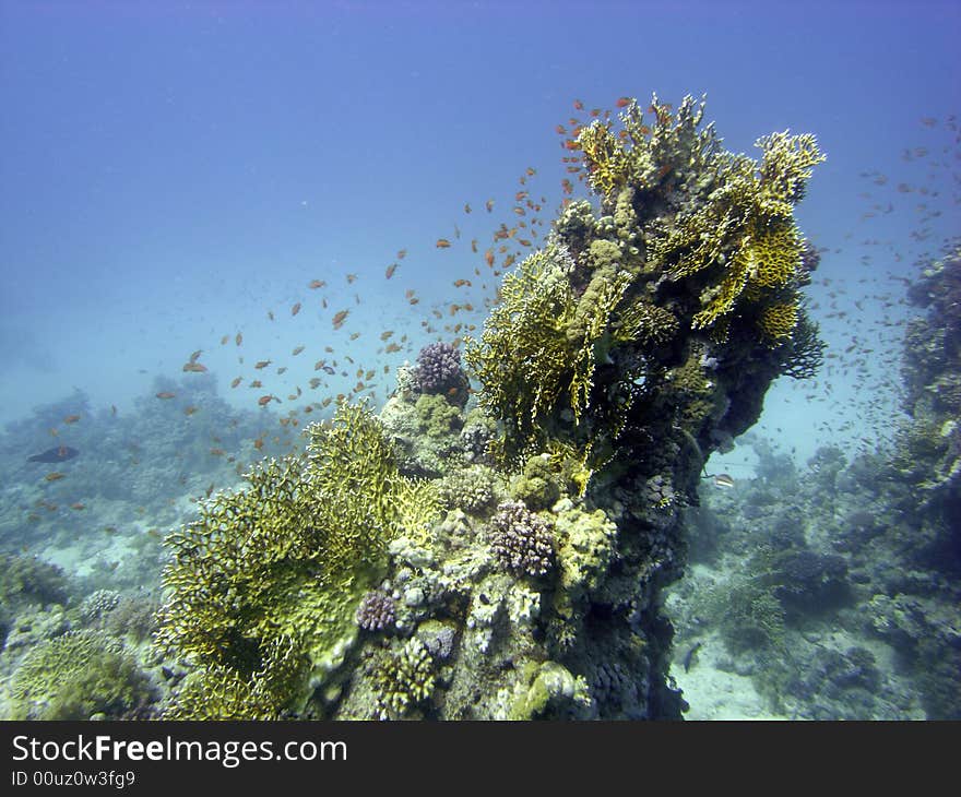 Reef scene with fire coral and fish