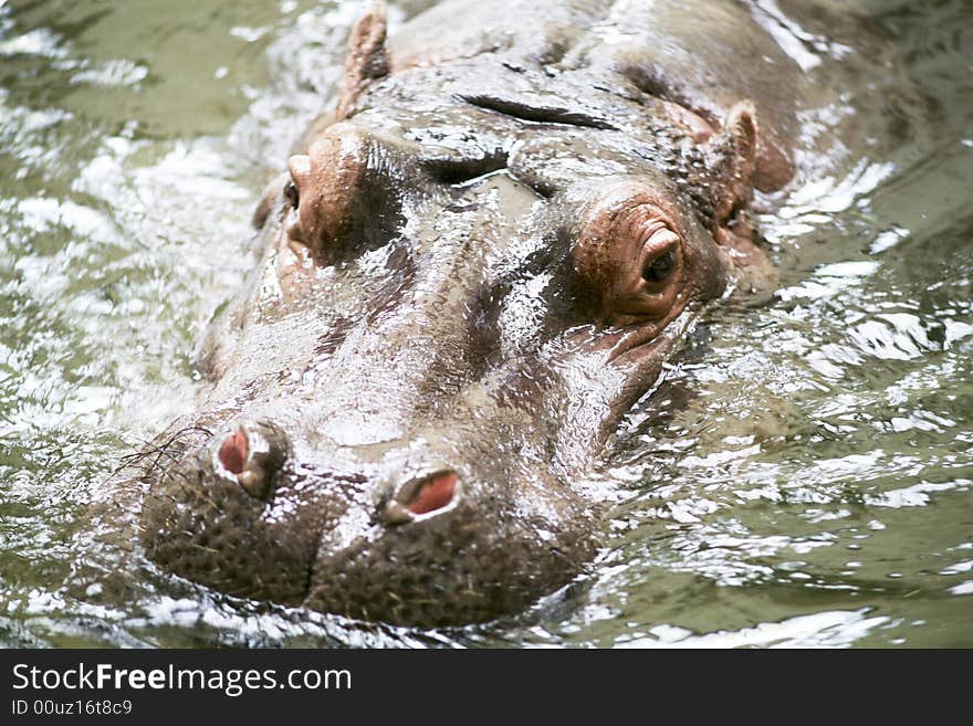 Hippopotamus