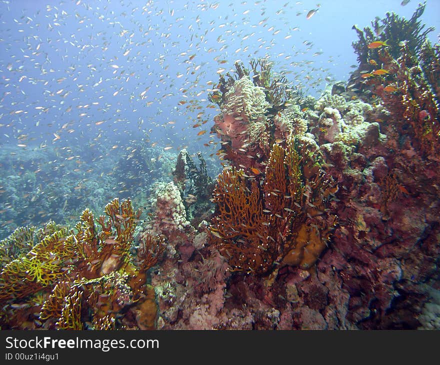 Reef Scene With Glassfish And Coral