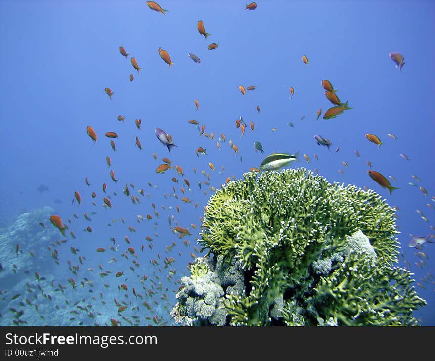 Reef Scene With Coral And Fish