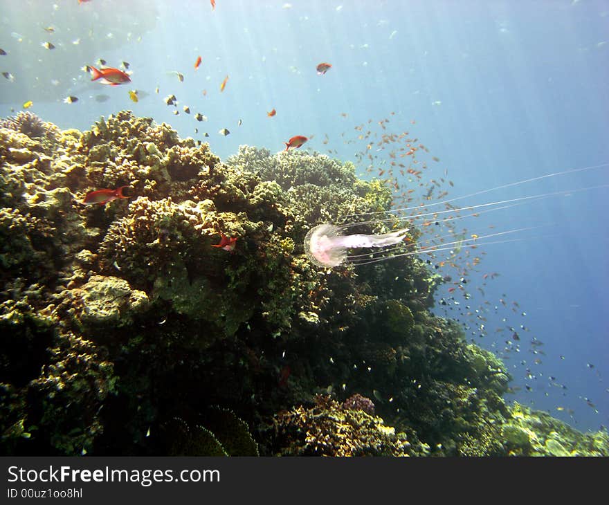 Reef Scene With Jellyfish