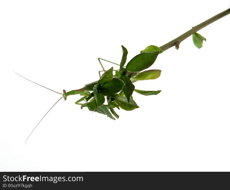 Praying Mantis On Stalk