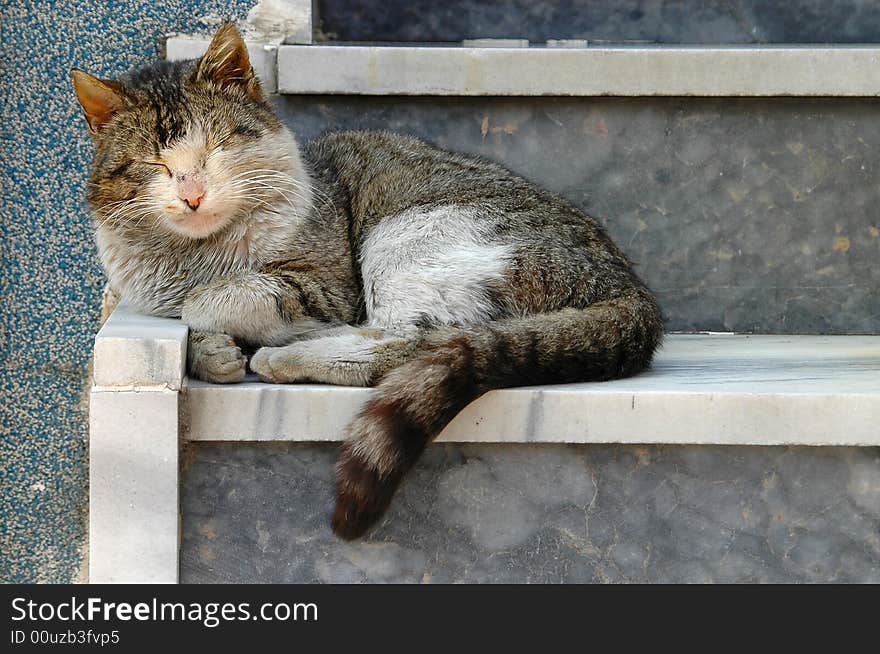 Close up on acat sleeping outside the house