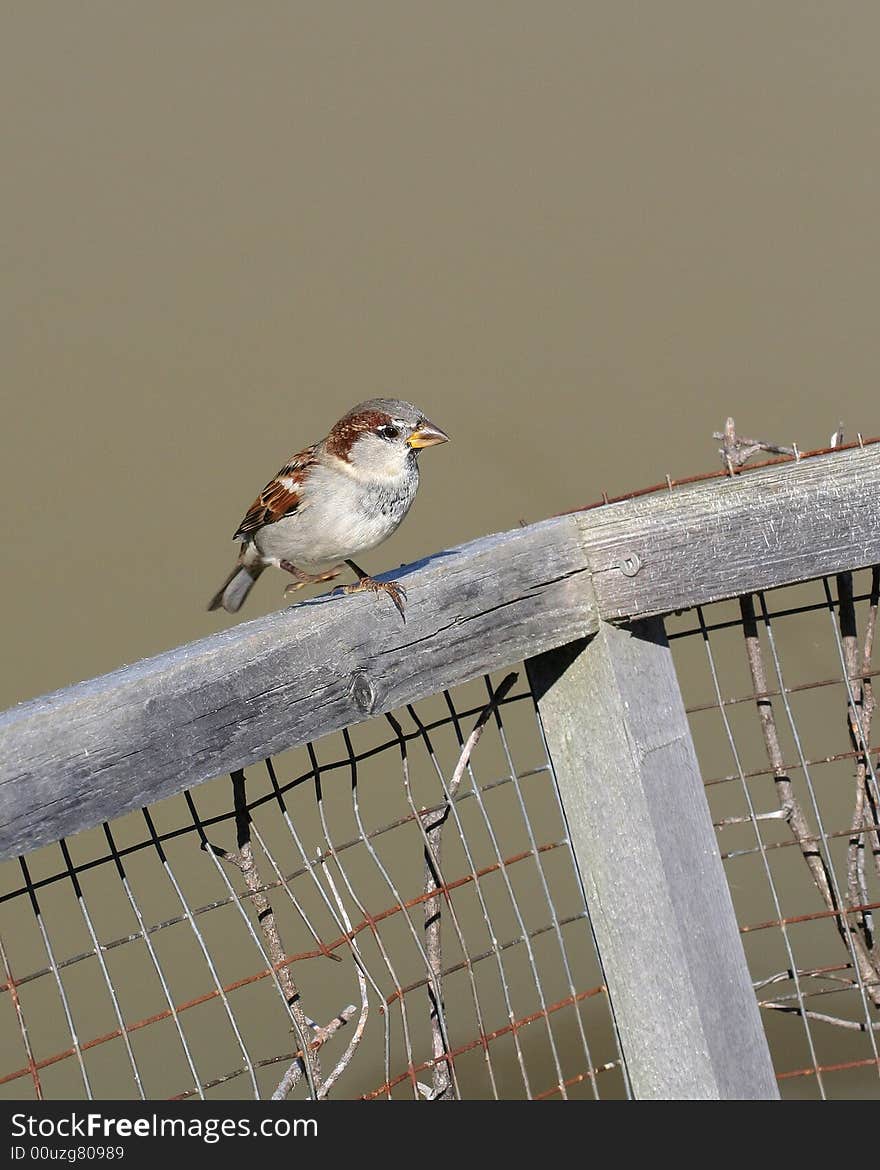 Sparrow perched on old wooden fence