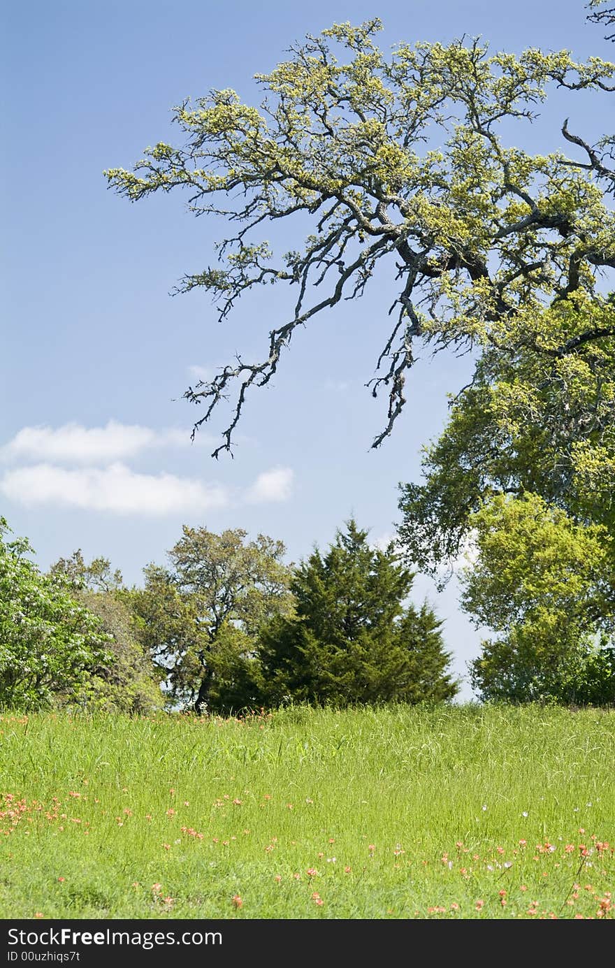 A large live oak tree reaching out above a field sparsely covered with red wildflowers. A large live oak tree reaching out above a field sparsely covered with red wildflowers.