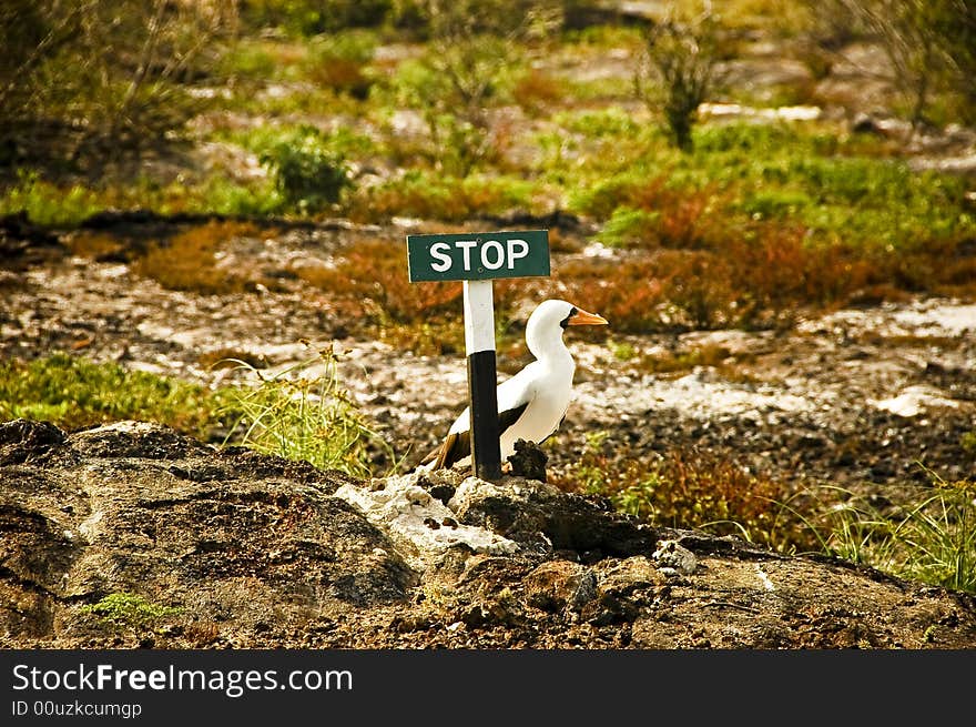 Galapagos Bird at Stop Sign